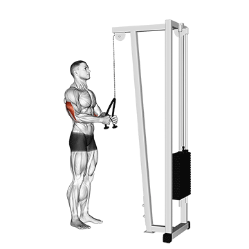 Cable Pushdown With Rope Attachment