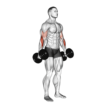 Dumbbell Hammer Curl V 2