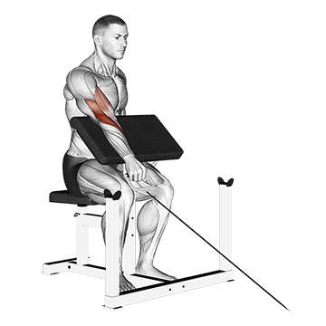 Curl Predicador Inverso con Polea a Un Brazo