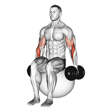 curl Hammer con mancuerna en balón de ejercicio