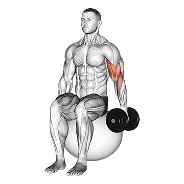 Curl de bíceps sentado con mancuerna a un brazo en balón de ejercicio