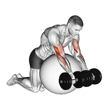 Halter curl pregador sobre bola de exercício