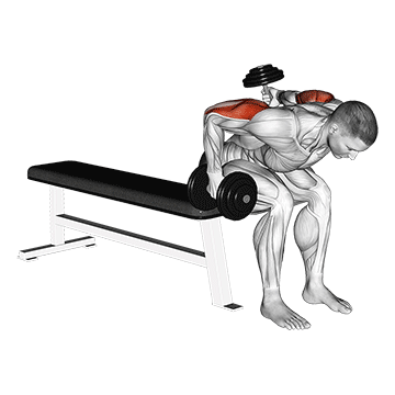 Chute para Trás Alternado Curvado Sentado com Halteres