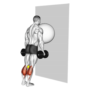 Exercise Ball On The Wall Calf Raise Tennis Ball Between Knees