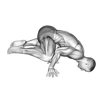 Planche Sapo